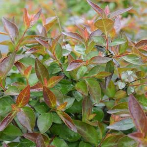 Abelia 'Edward Goucher' 20-30 cm